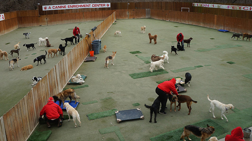 St. Louis Dog Day Care Camp • Open 24/7 • Happy Tails