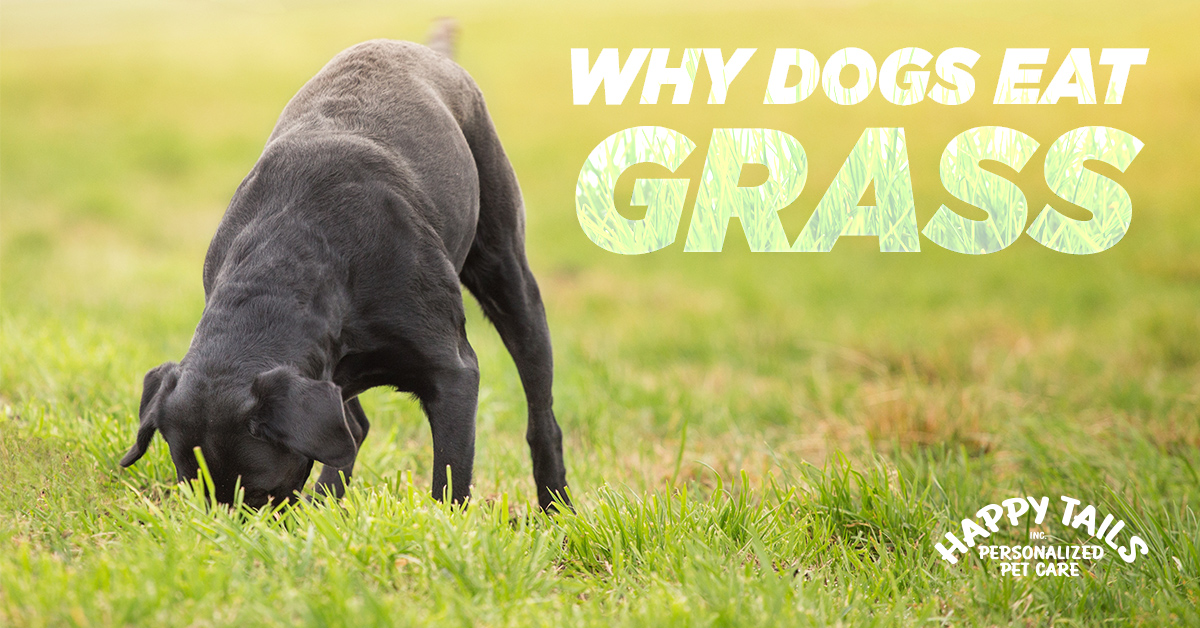 how to keep your dog from eating grass