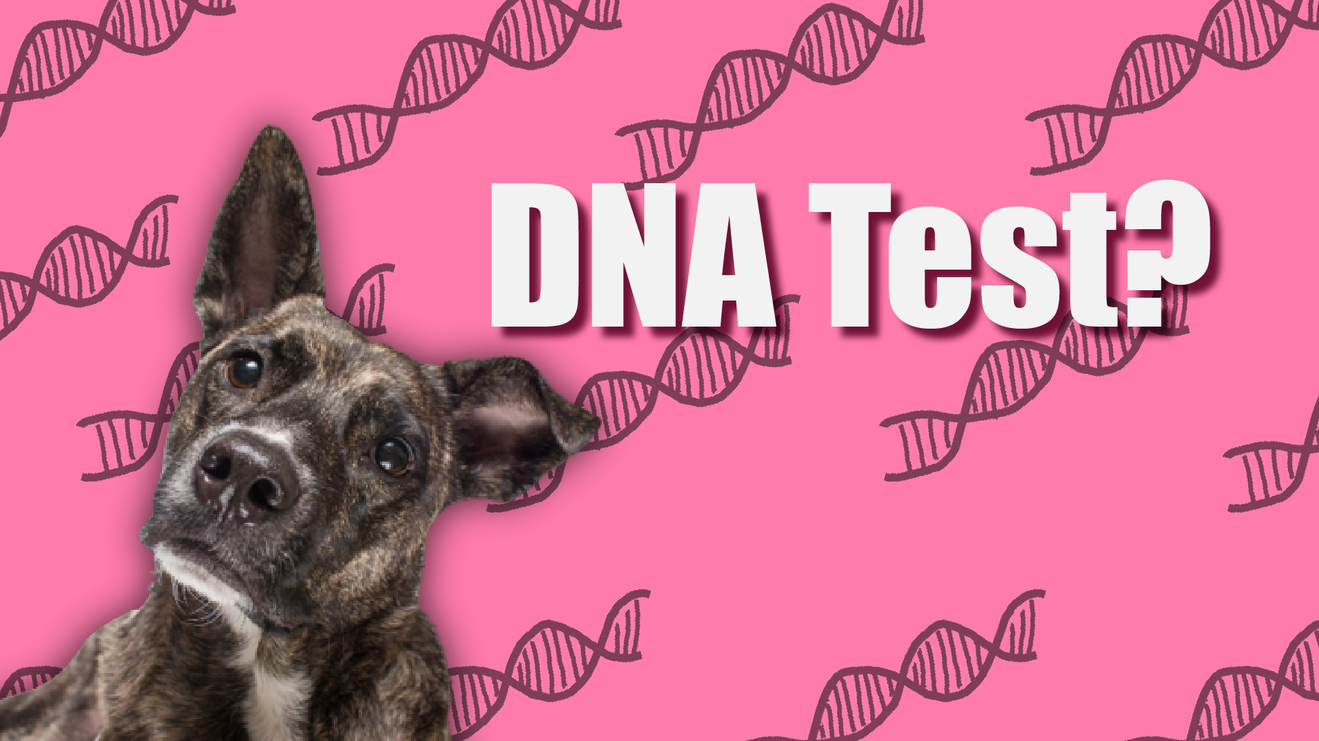 Best dog outlet dna kit