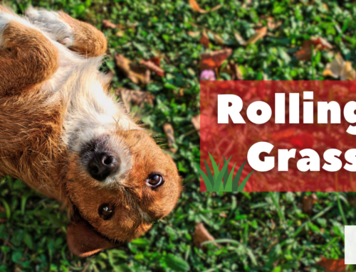 Why Fido Loves to Roll Around in the Grass