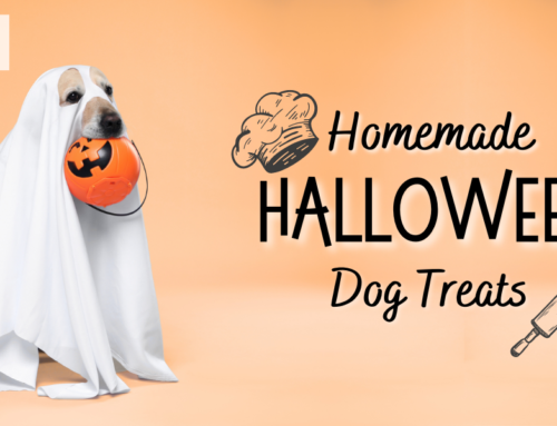 Safe Halloween-Themed Dog Treat Recipes