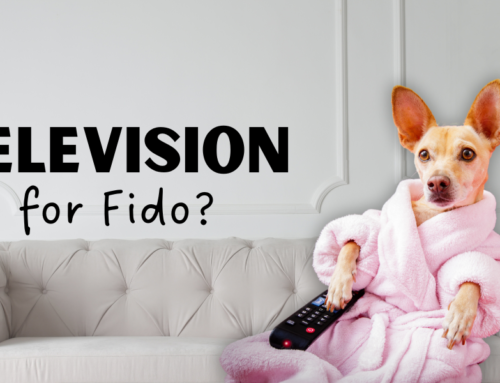 Should I Leave the TV on for Fido?