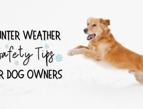 Winter Weather Safety Tips for Dog Owners