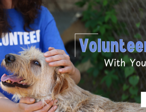 Volunteering with Your Dog: Opportunities to Help